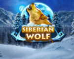 Siberian Wolf